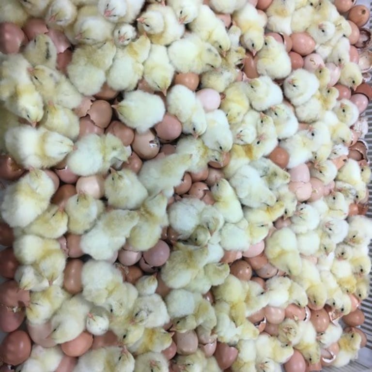 Our Ethical Farming Practices