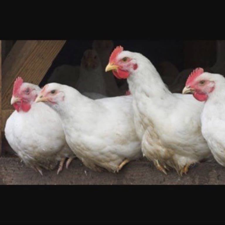 Our Chicken